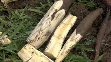 O controle da vassoura de bruxa da mandioca nas aldeias do Amapá