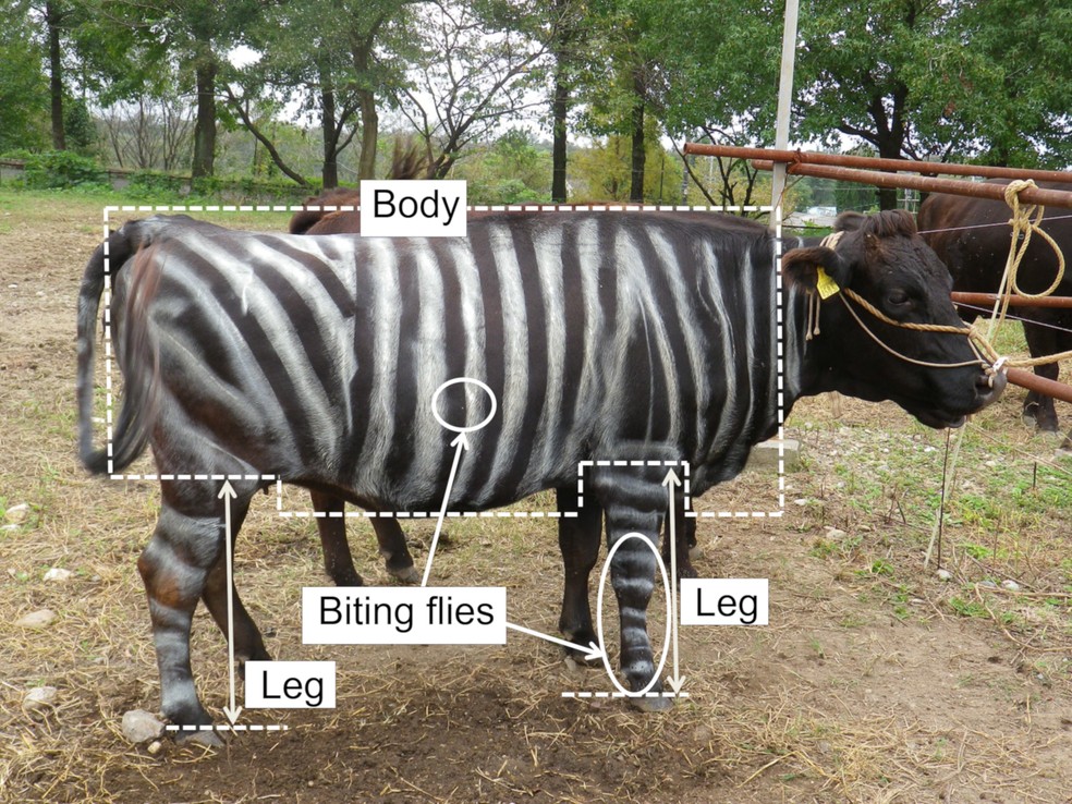 IgNobel 2025: vaca pintada com listras pretas e brancas para imitar uma zebra， técnica que reduziu ataques de moscas e diminuiu o estresse dos animais. — Foto: Kojima T， Oishi K， Matsubara Y， Uchiyama Y， Fukushima Y， Aoki N， et al. (2019)