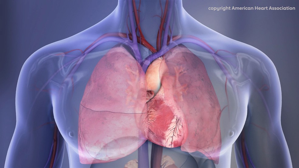 Ilustração mostra o coração e os pulmões na cavidade torácica — Foto: American Heart Association