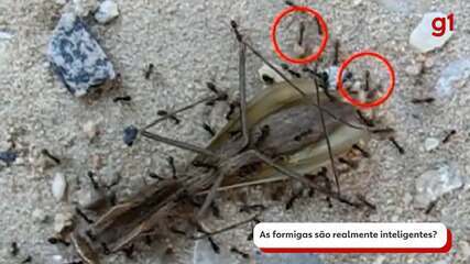 As formigas são realmente inteligentes?