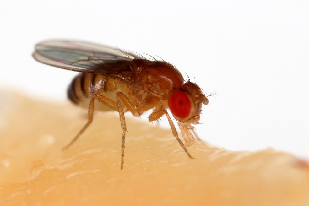 Uma Drosophila melanogaster: Cerca de 75% dos genes conhecidos por causarem doenças em humanos possuem um gene correspondente (homólogo) na drosófila. Graças a isso e à facilidade de manipulação de seu genoma com precisão e rapidez， essas moscas tornaram-se modelos inestimáveis para desvendar patologias complexas como Alzheimer， Parkinson， diversos tipos de câncer， diabetes， distúrbios cardíacos， e até infecções pelos vírus da Zika e SARS-CoV-2. — Foto: Sanjay Acharya/Wikimedia Commons