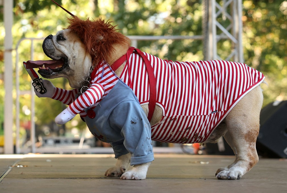 Cachorro vestido como o boneco Chucky participa do Desfile Canino de Halloween no Parque da Praça Tompkins， em Nova York — Foto: Caitlin Ochs/Reuters