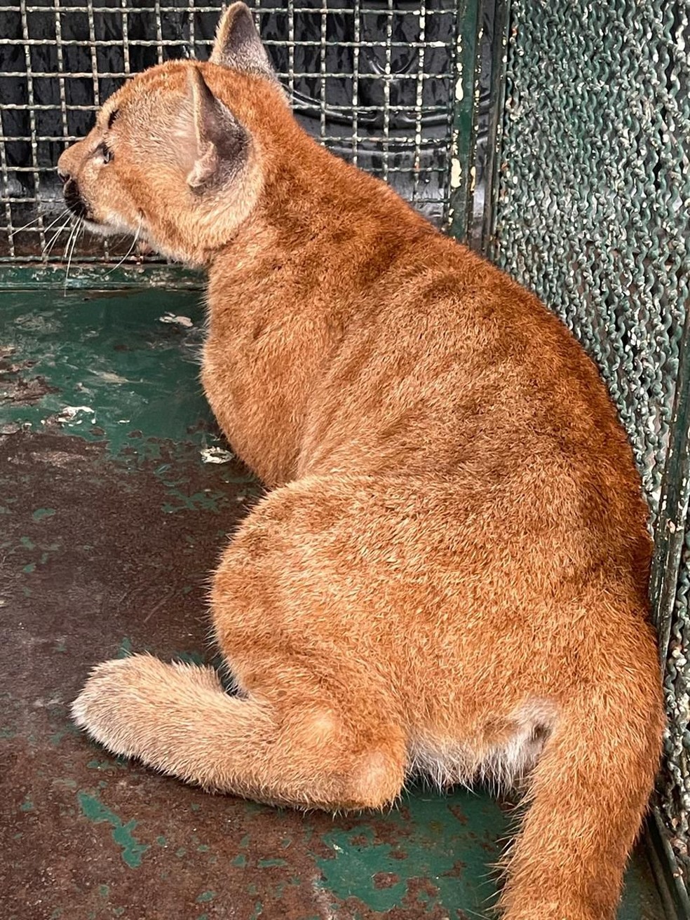 Onça-parda foi resgatada em Presidente Bernardes (SP) — Foto: Polícia Militar Ambiental