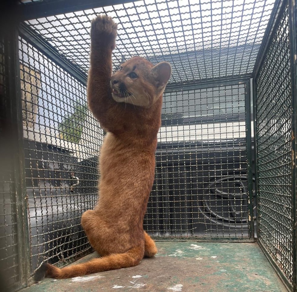Onça-parda foi resgatada em Presidente Bernardes (SP) — Foto: Polícia Militar Ambiental