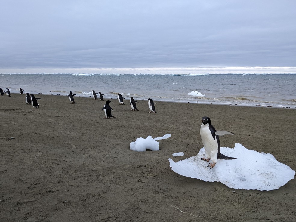 Pinguins-de-adélia caminhando ao longo da costa da Antártida — Foto: Matthew Boyer